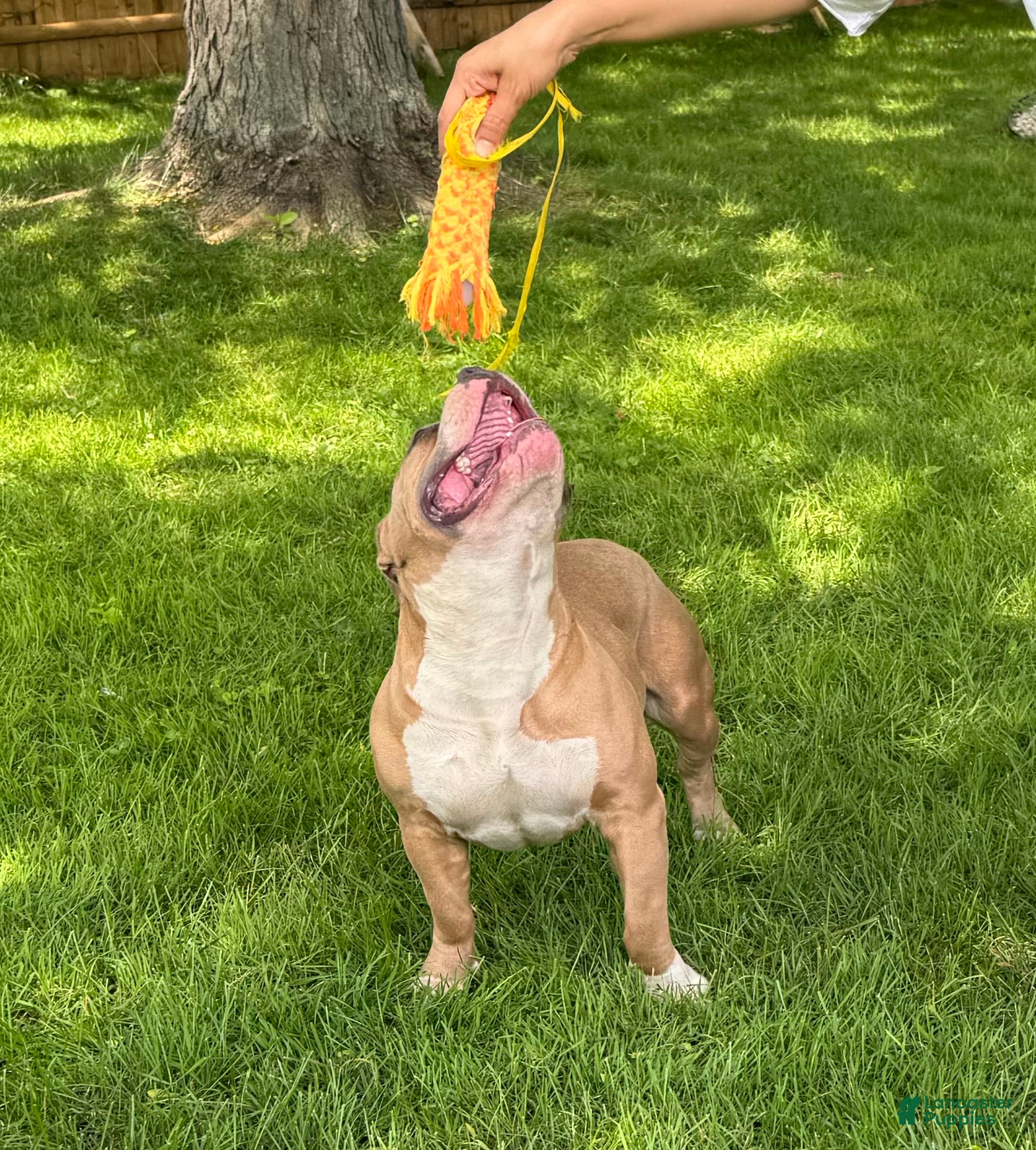 American Bully dogs sonya - Ad 37