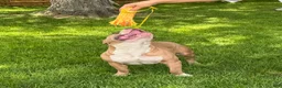 American Bully dogs for sale: sonya - Ad 1