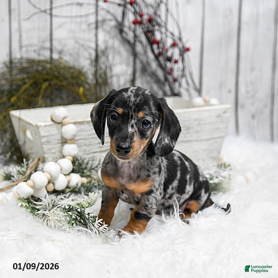 Miniature Dachshund dogs for sale: Annie - Ad 4