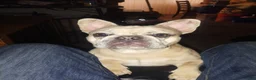 French Bulldog dogs for sale: French Bulldog Puppy 1 - Ad 2