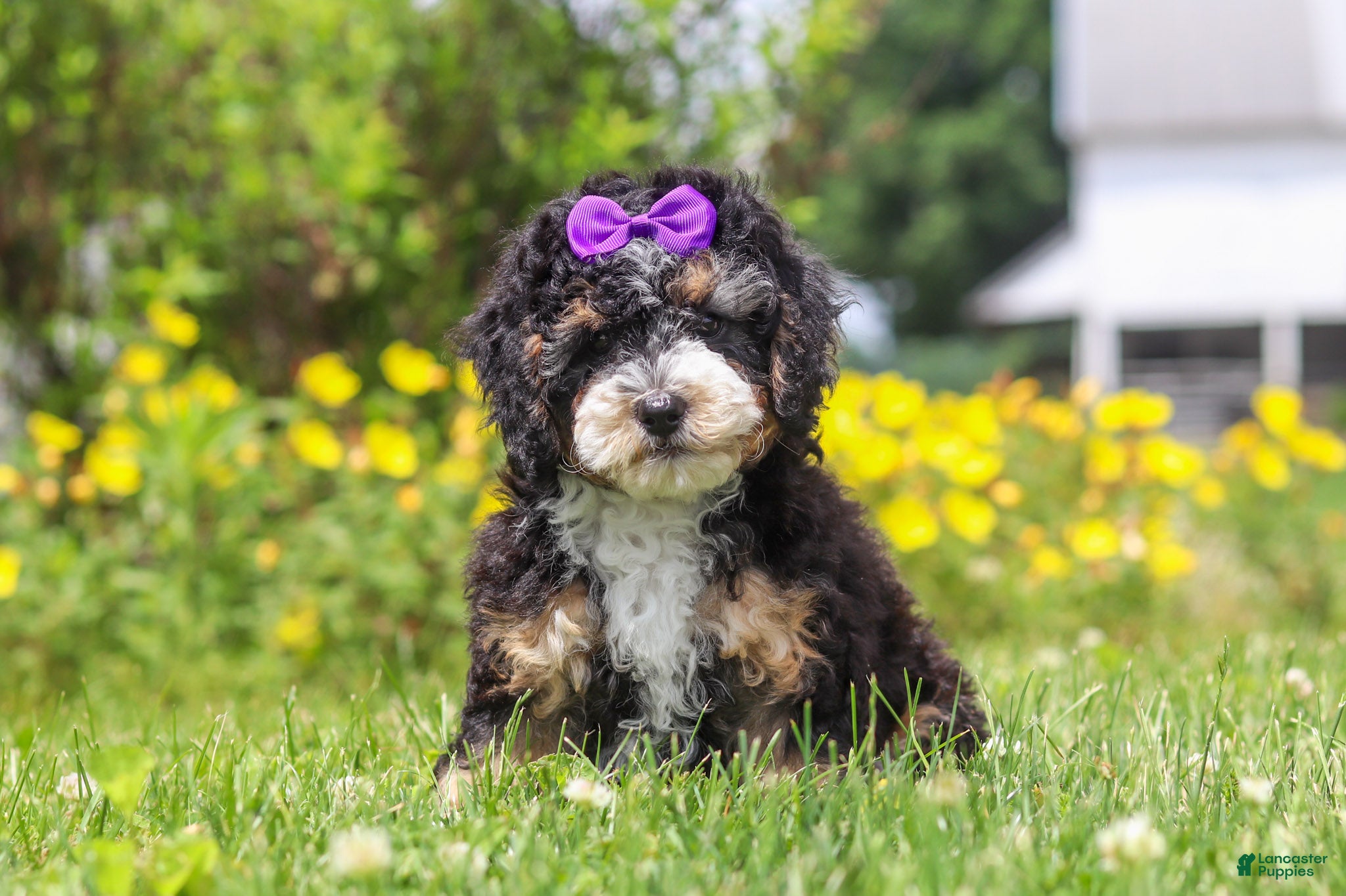 Mini Bernedoodle dogs Haley - Ad 1