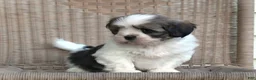 Lhasa Apso dogs for sale: Tyrell - Ad 4
