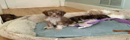 Bernedoodle dogs for sale: Zuzu - Ad 8