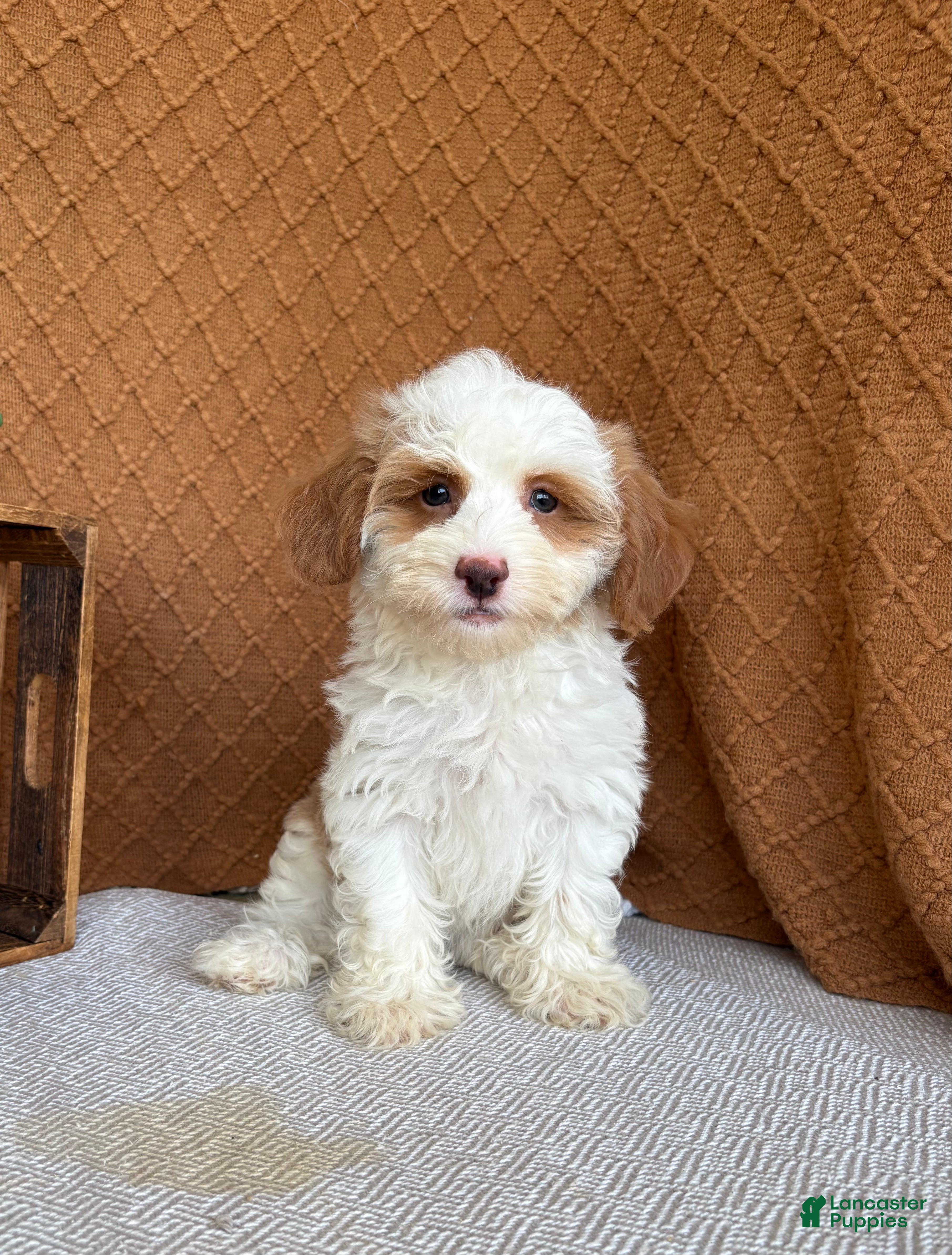 Havanese dogs Tasha - Ad 1