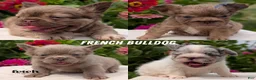 French Bulldog dogs for sale: Skye - Ad 21