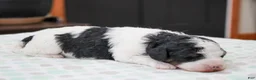 Mini Bernedoodle dogs for sale: Theodora - Ad 6