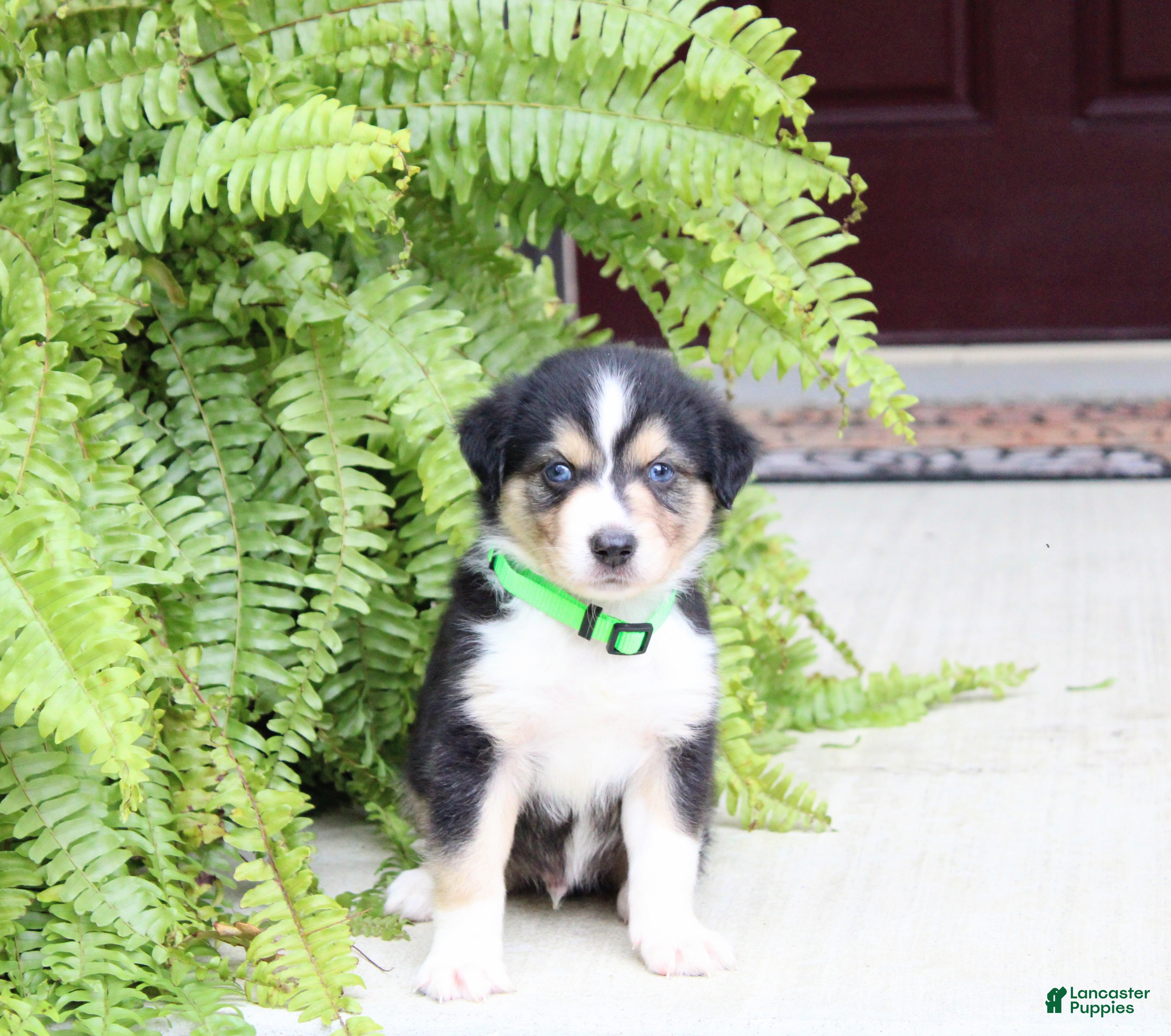 Miniature Australian Shepherd dogs Andy - Ad 2