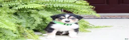 Miniature Australian Shepherd dogs for sale: Andy - Ad 2