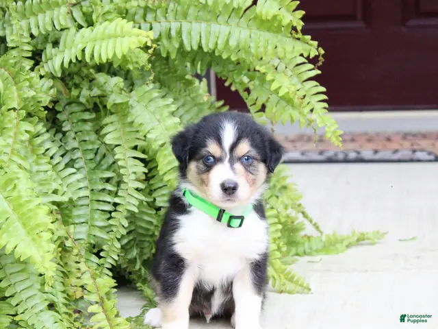 Miniature Australian Shepherd dogs for sale: Andy - Ad 2