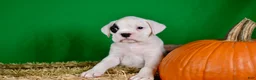 Boxer dogs for sale: Boxer 3 - Ad 2
