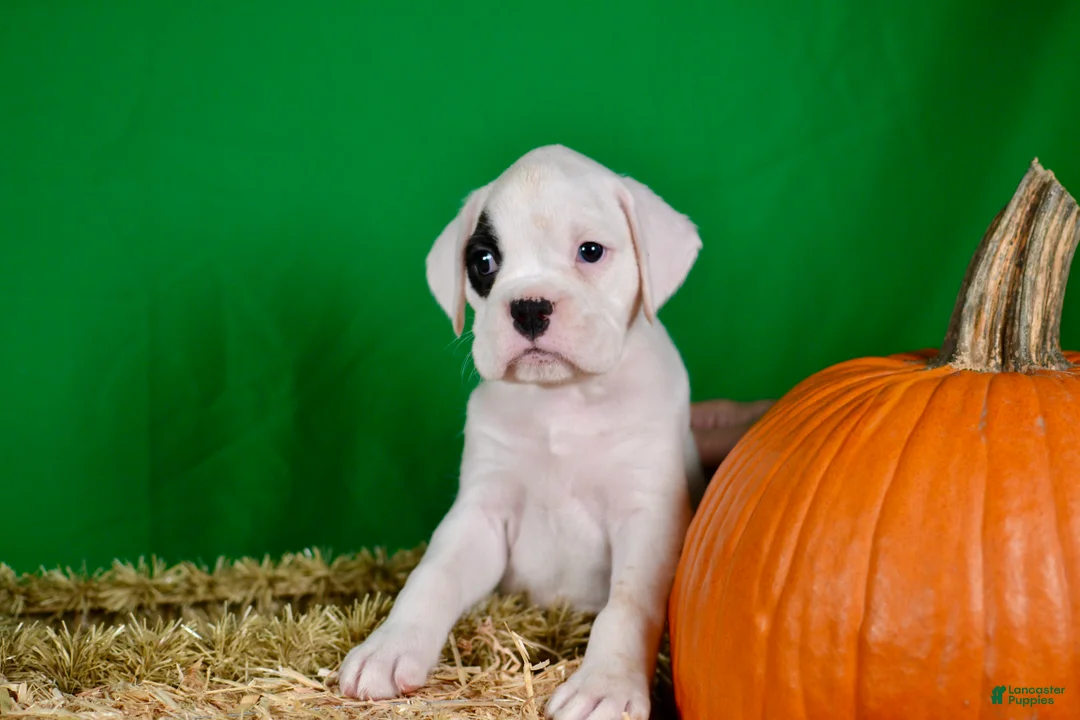 Boxer dogs for sale: Boxer 3 - Ad 2