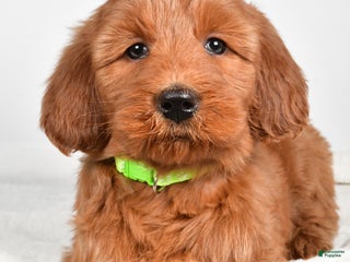 Goldendoodle dogs Penny-medium size - Ad 9