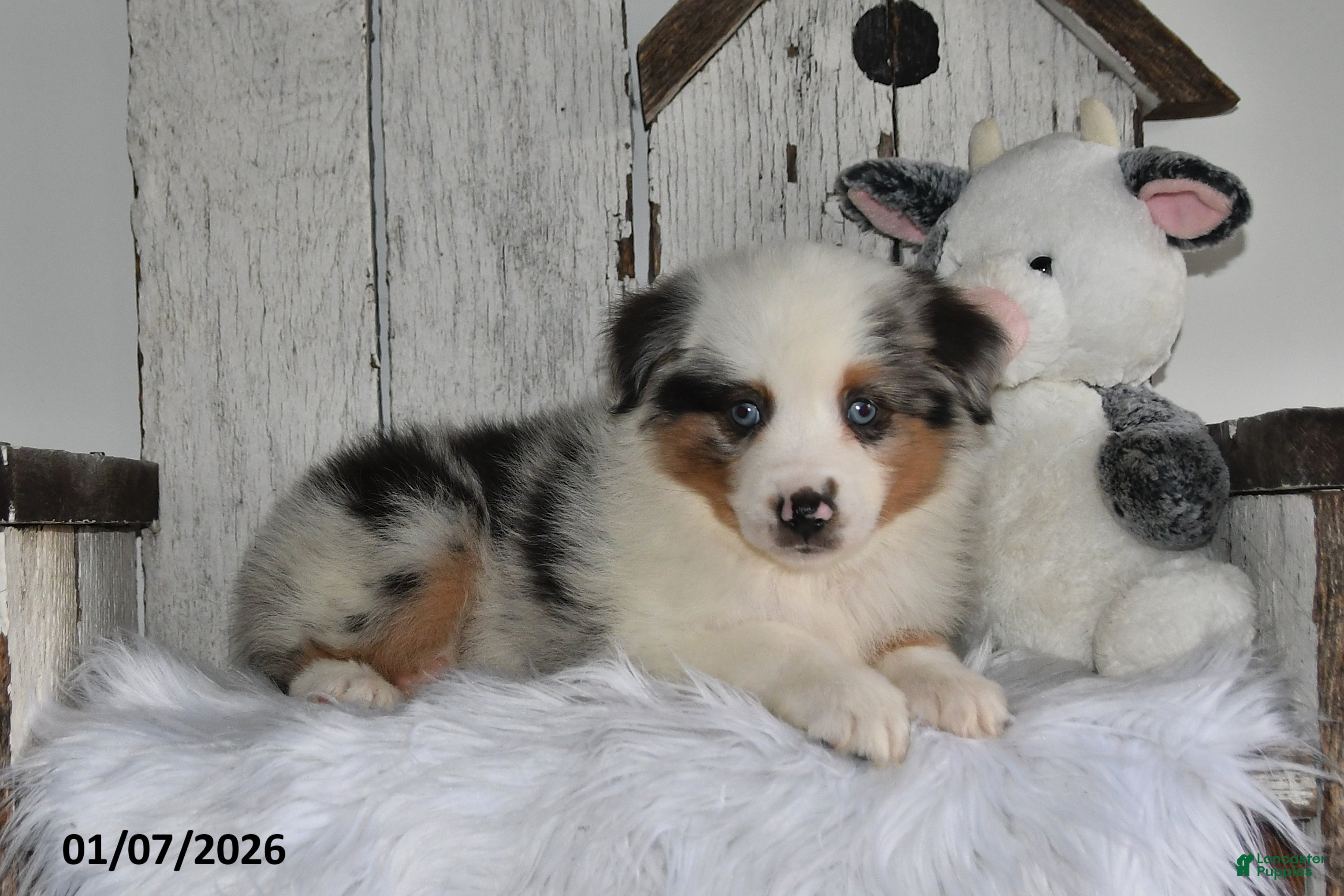 Miniature Australian Shepherd dogs Dixon - Ad 14
