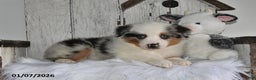 Miniature Australian Shepherd dogs for sale: Dixon - Ad 1