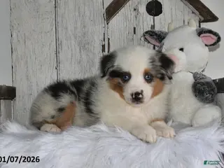 Miniature Australian Shepherd dogs Dixon - Ad 6