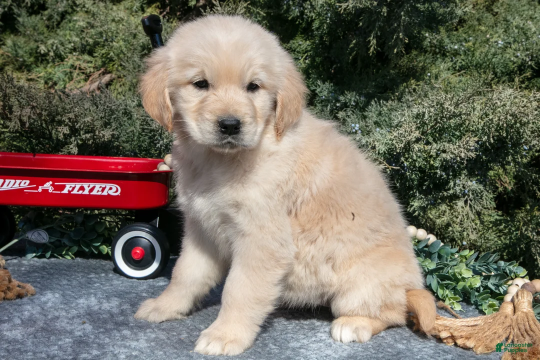 Golden Retriever dogs for sale: Madeline - Ad 2