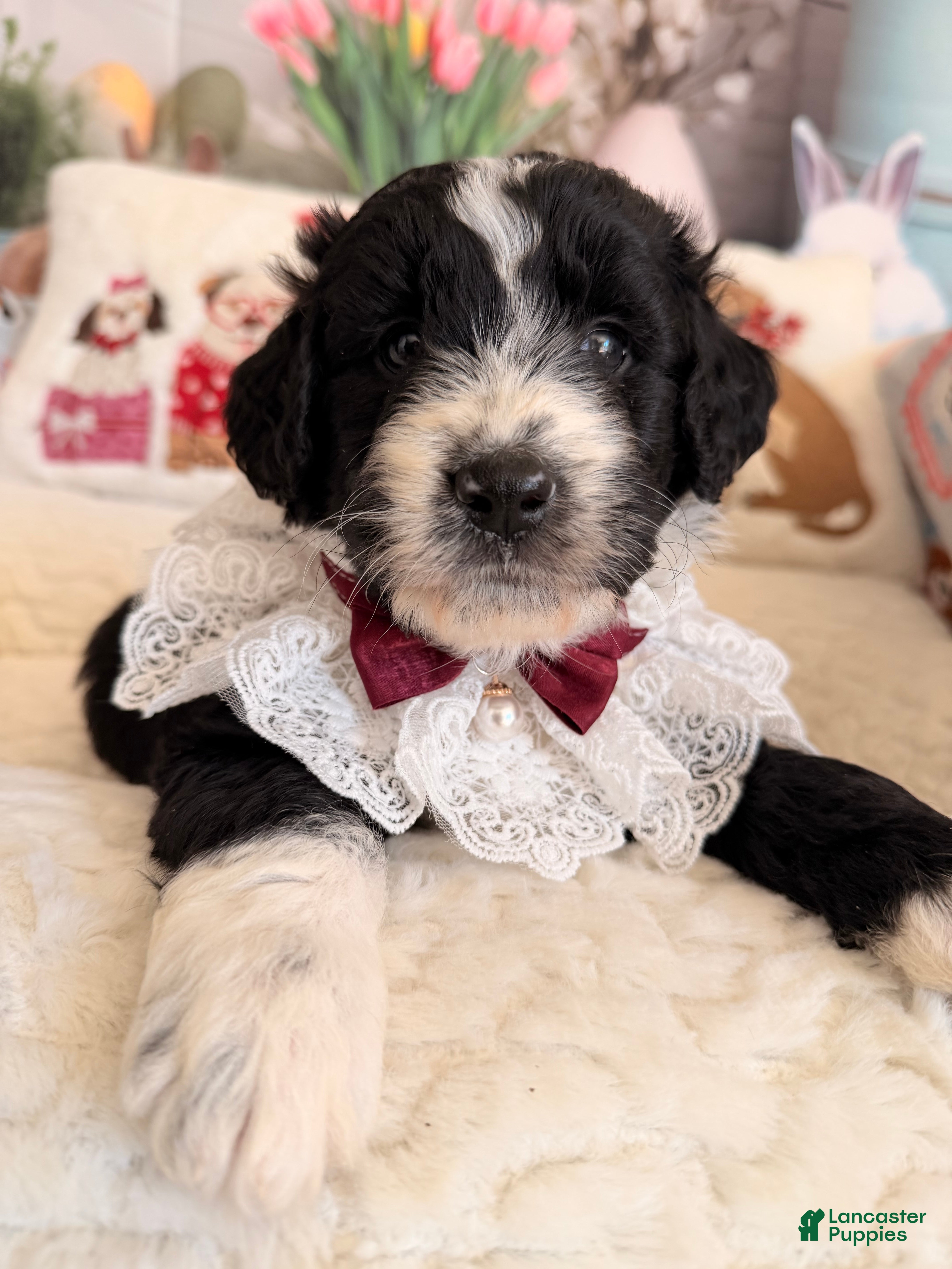 Aussiedoodle dogs Midnight - Ad 2