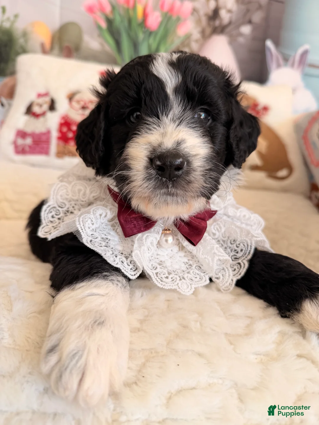 Aussiedoodle dogs for sale: Midnight - Ad 2