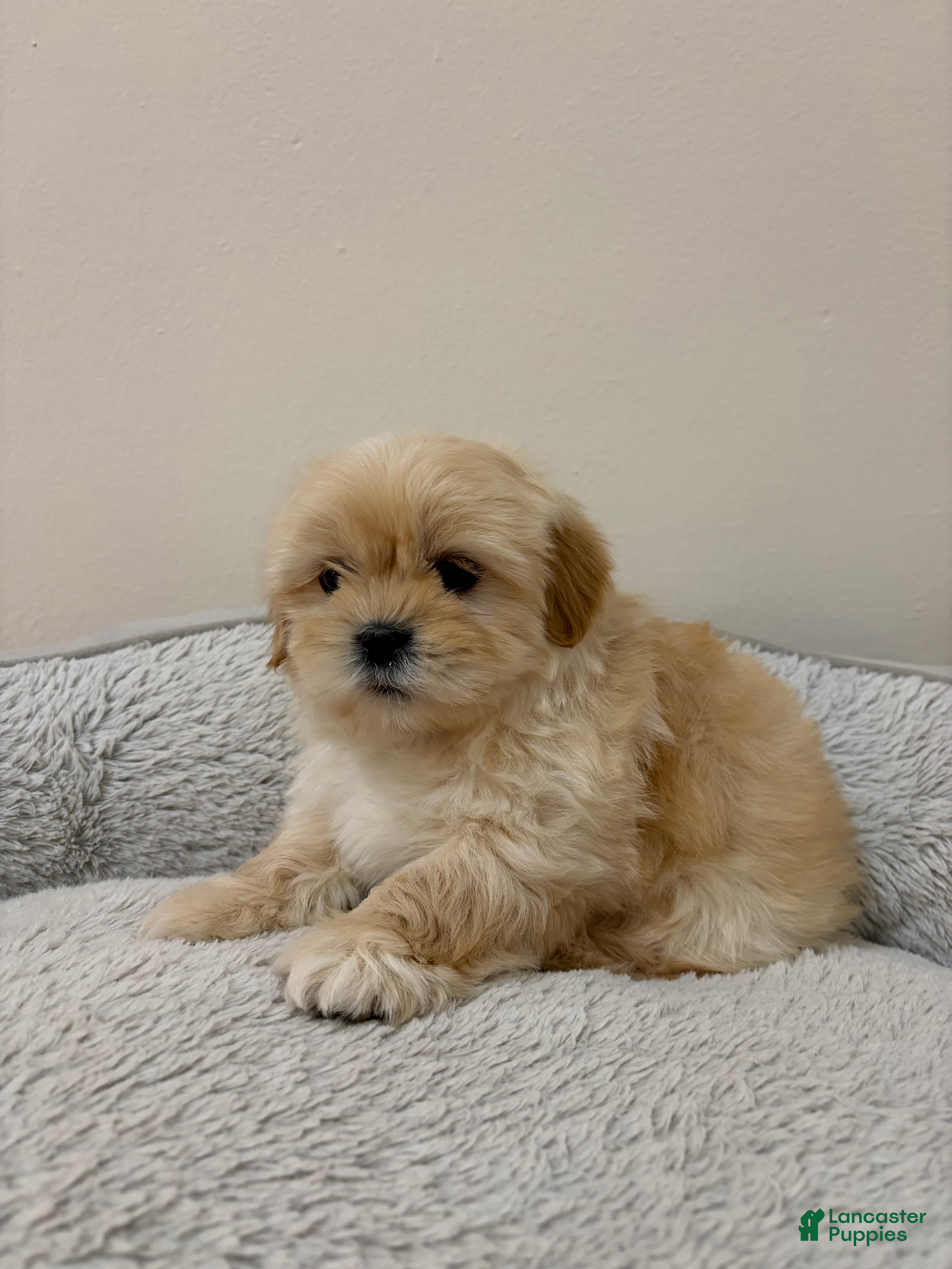 Shih Tzu dogs Cash - Ad 35