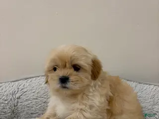 Shih Tzu dogs Cash - Ad 22