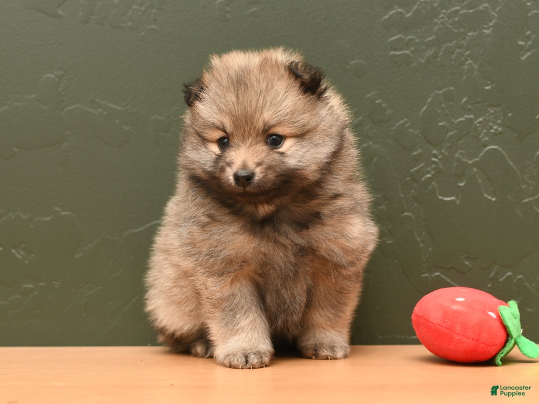 Pomeranian dogs for sale: Clea - Ad 2