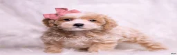Maltipoo dogs for sale: Lollie - Ad 4