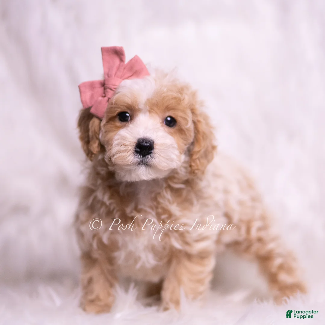 Maltipoo dogs for sale: Lollie - Ad 4