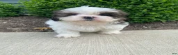 Shih Tzu dogs for sale: Tommy - Ad 12
