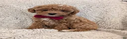 Toy Poodle dogs for sale: George  - Ad 5
