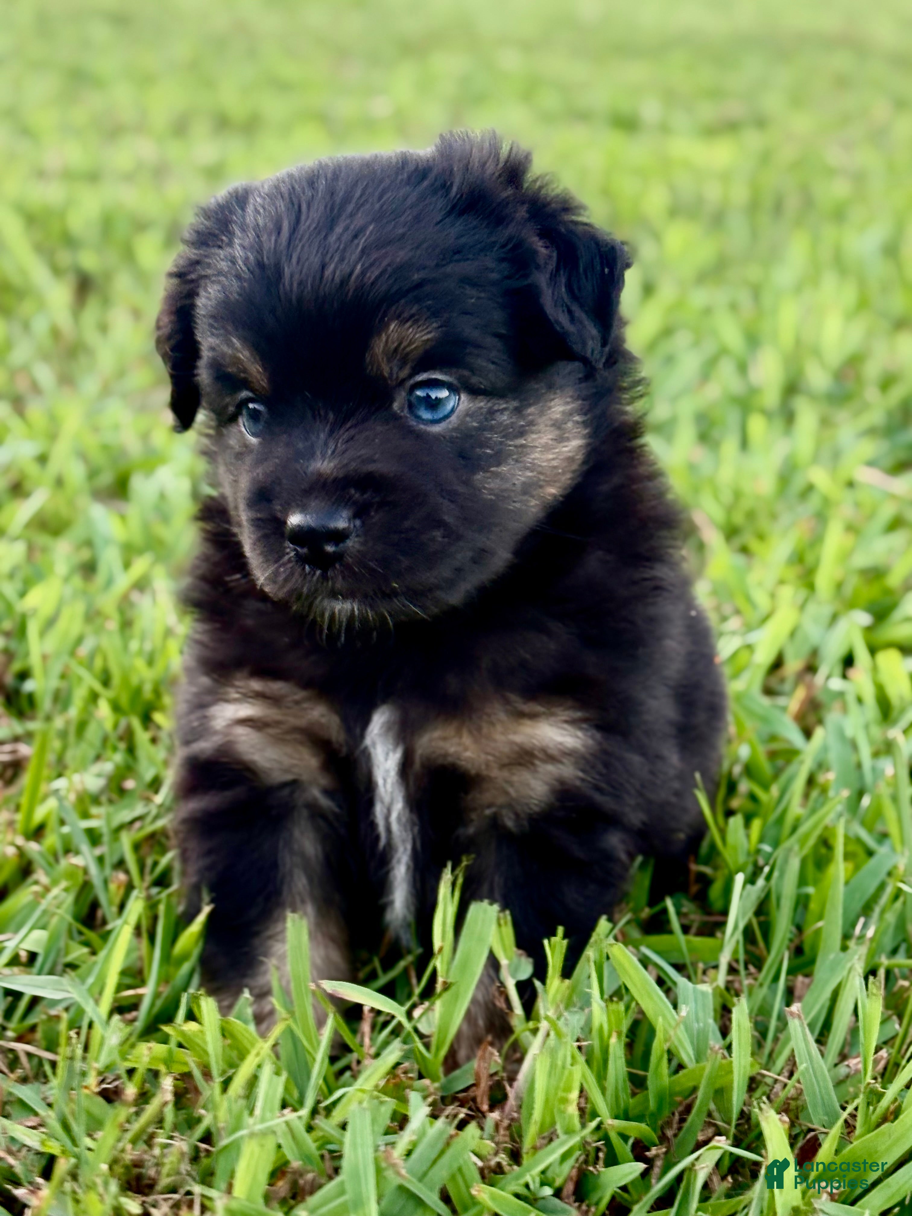 Toy Australian Shepherd dogs Peter Pan - Ad 1