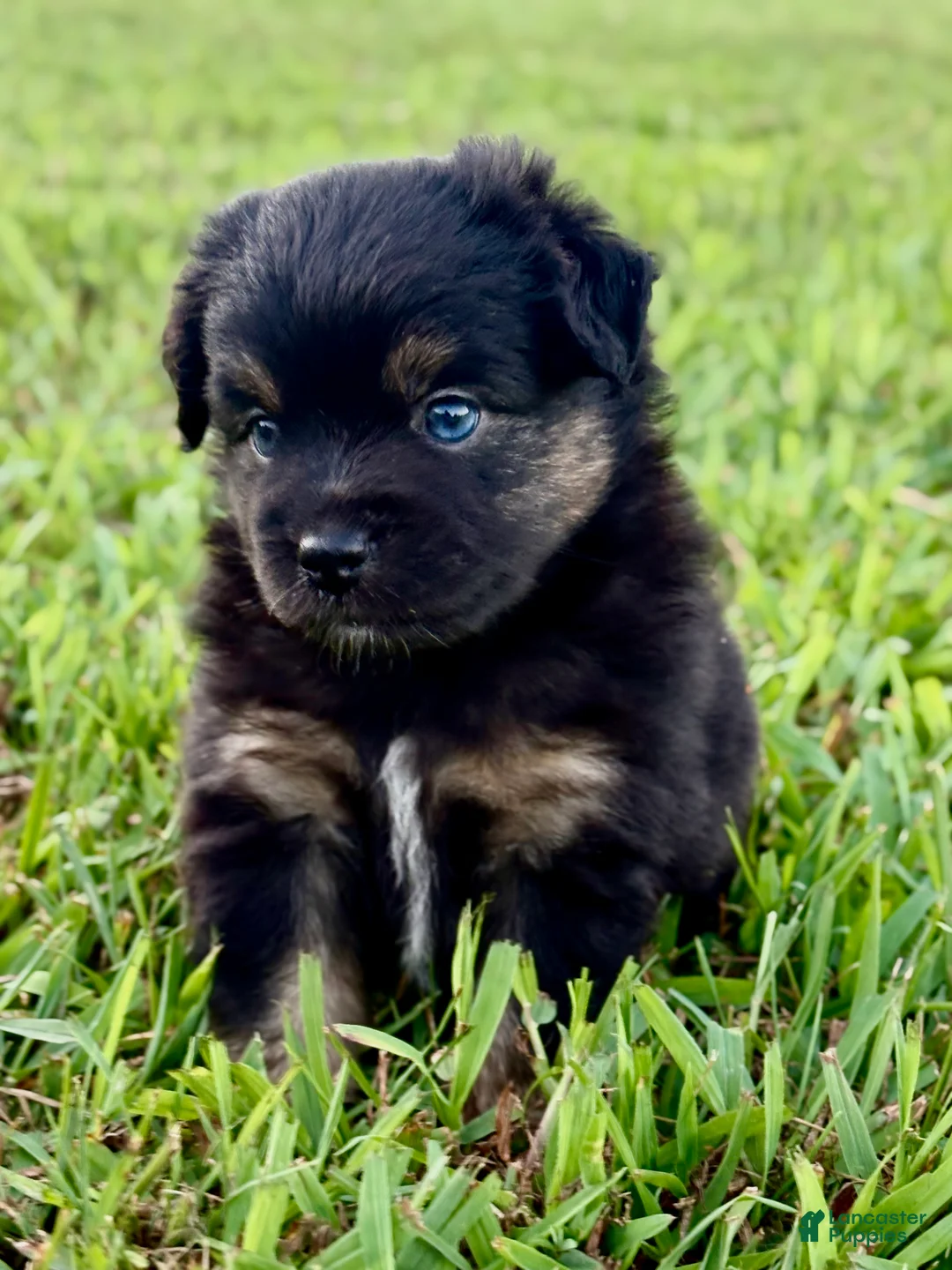 Toy Australian Shepherd dogs for sale: Peter Pan - Ad 1