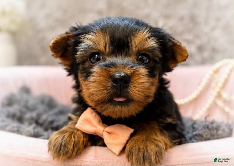 Yorkshire Terrier dogs Tito 1.4lbs - Ad 22