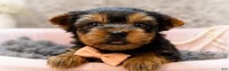 Yorkshire Terrier dogs for sale: Tito 1.4lbs - Ad 1