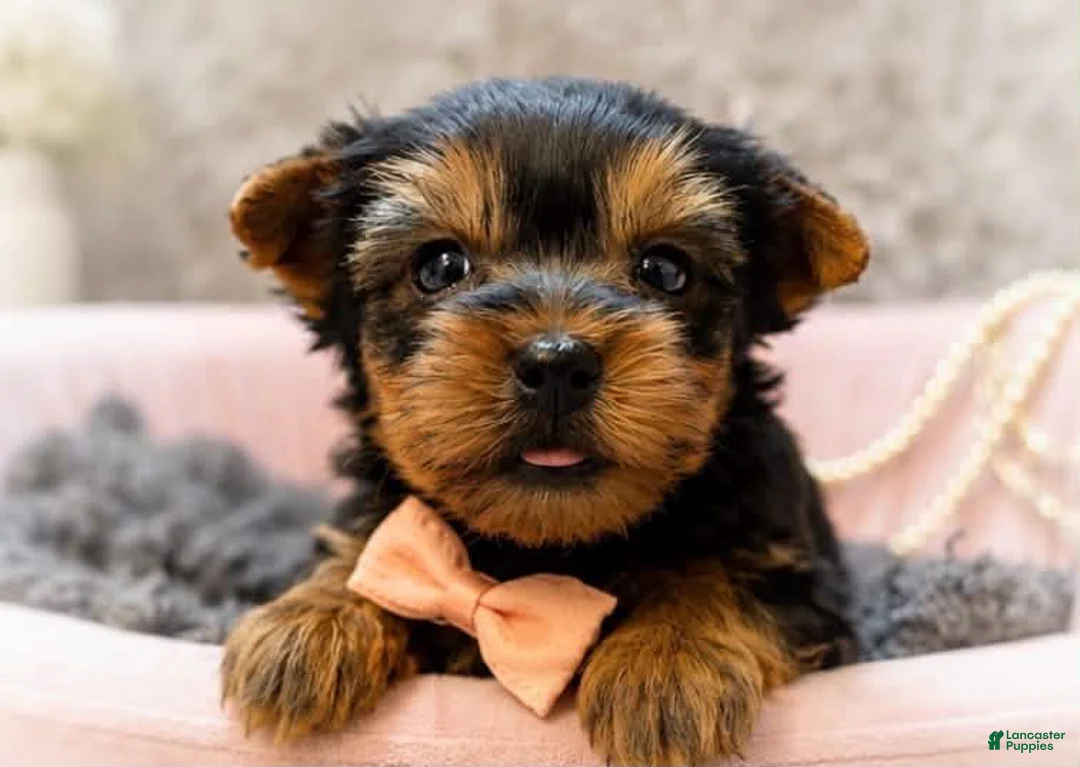Yorkshire Terrier dogs for sale: Tito 1.4lbs - Ad 1