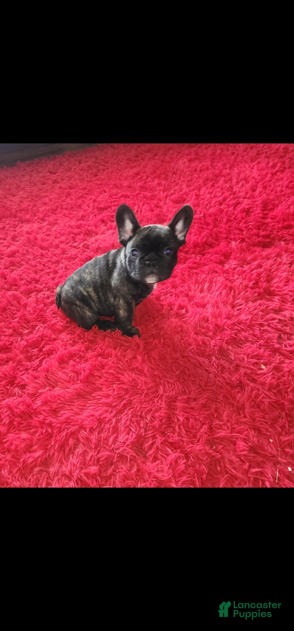 French Bulldog dogs for sale: French Bulldog Puppy 2 - Ad 2