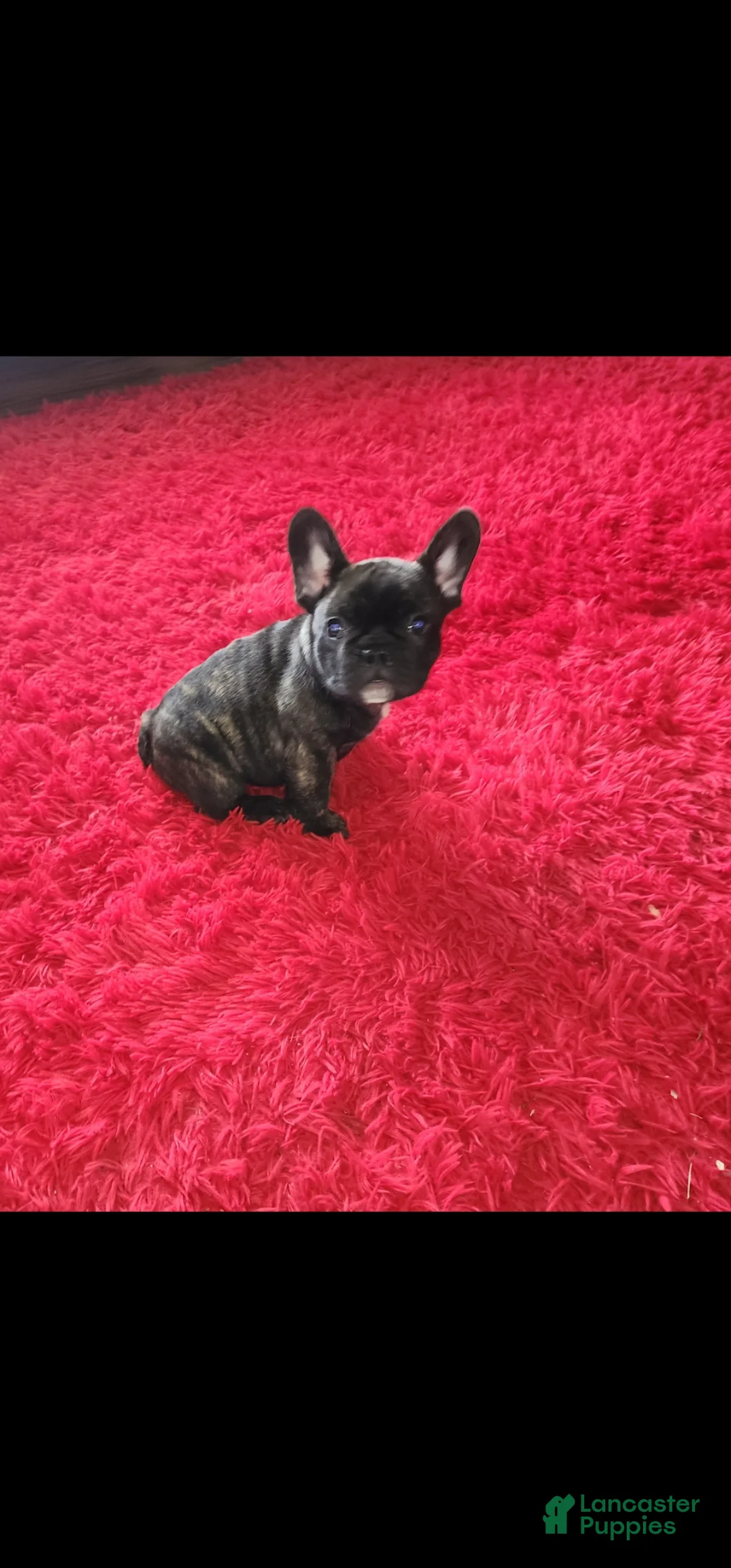 French Bulldog dogs for sale: French Bulldog Puppy 2 - Ad 1