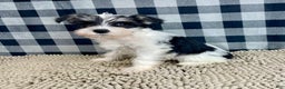 Miniature Schnauzer dogs for sale: Shelly - Ad 2