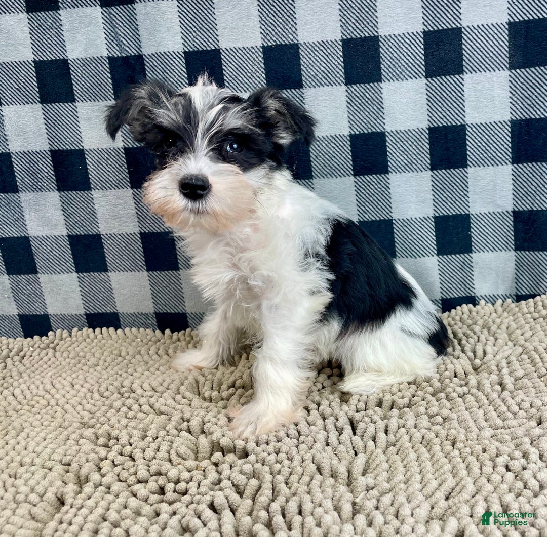 Miniature Schnauzer dogs for sale: Shelly - Ad 2