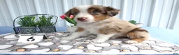 Miniature Australian Shepherd dogs for sale: Miniature Australian Shepherd 6 Rayana - Ad 3