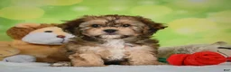 Cavachon dogs for sale: Jackson - Ad 19