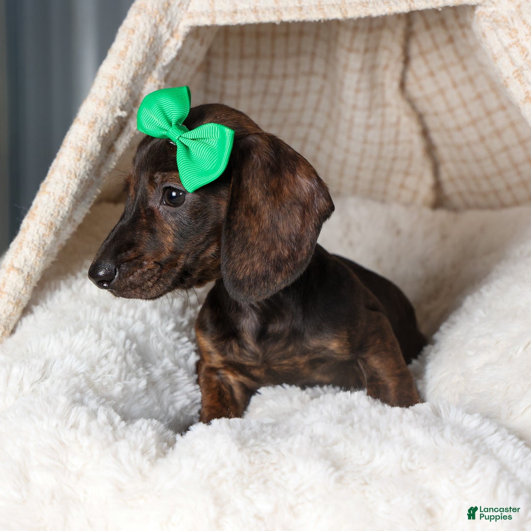 Miniature Dachshund dogs for sale: Fletcher - Ad 5