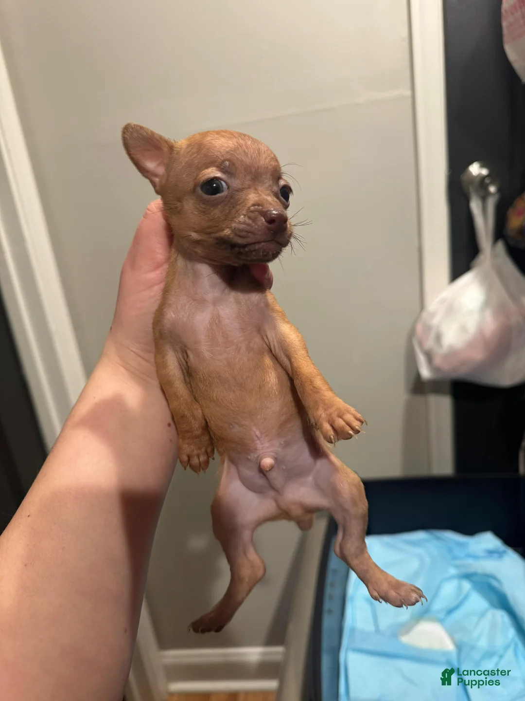 Chihuahua dogs for sale: Chihuahua Puppy 1 - Ad 1