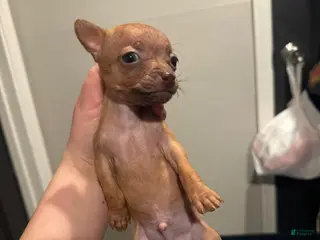 Chihuahua dogs Chihuahua Puppy 1 - Ad 8