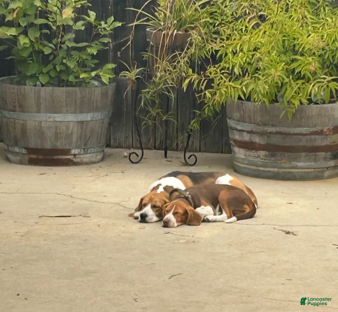 Beagle dogs for sale: Beagle Puppy 6 - Ad 5