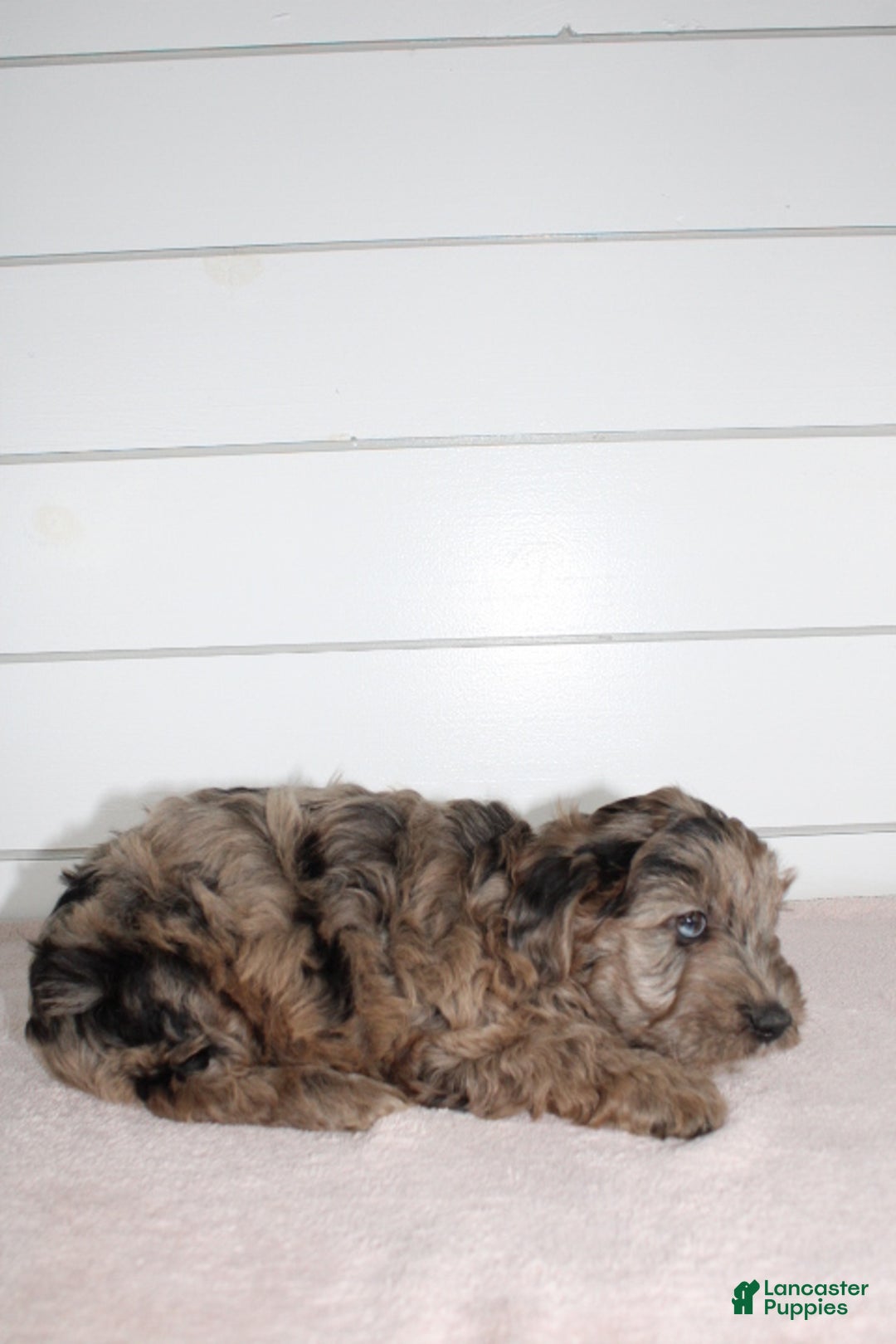Yorkiepoo dogs for sale: FELIX - Ad 11