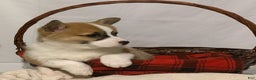 Welsh Corgi Pembroke dogs for sale: Conner - Ad 2