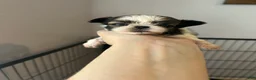 Shih Tzu dogs for sale: Jewel - Ad 7