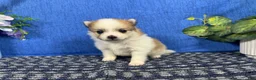 Pomeranian dogs for sale: Pomeranian 3 - Ad 3