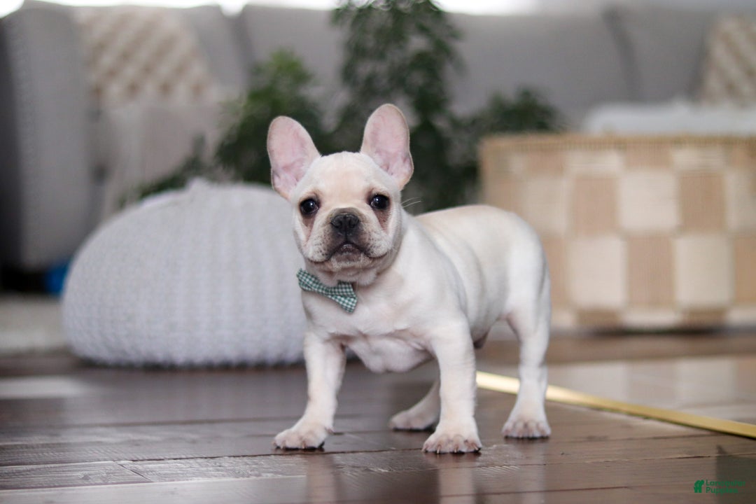 French Bulldog dogs for sale: Sawyer - Ad 3