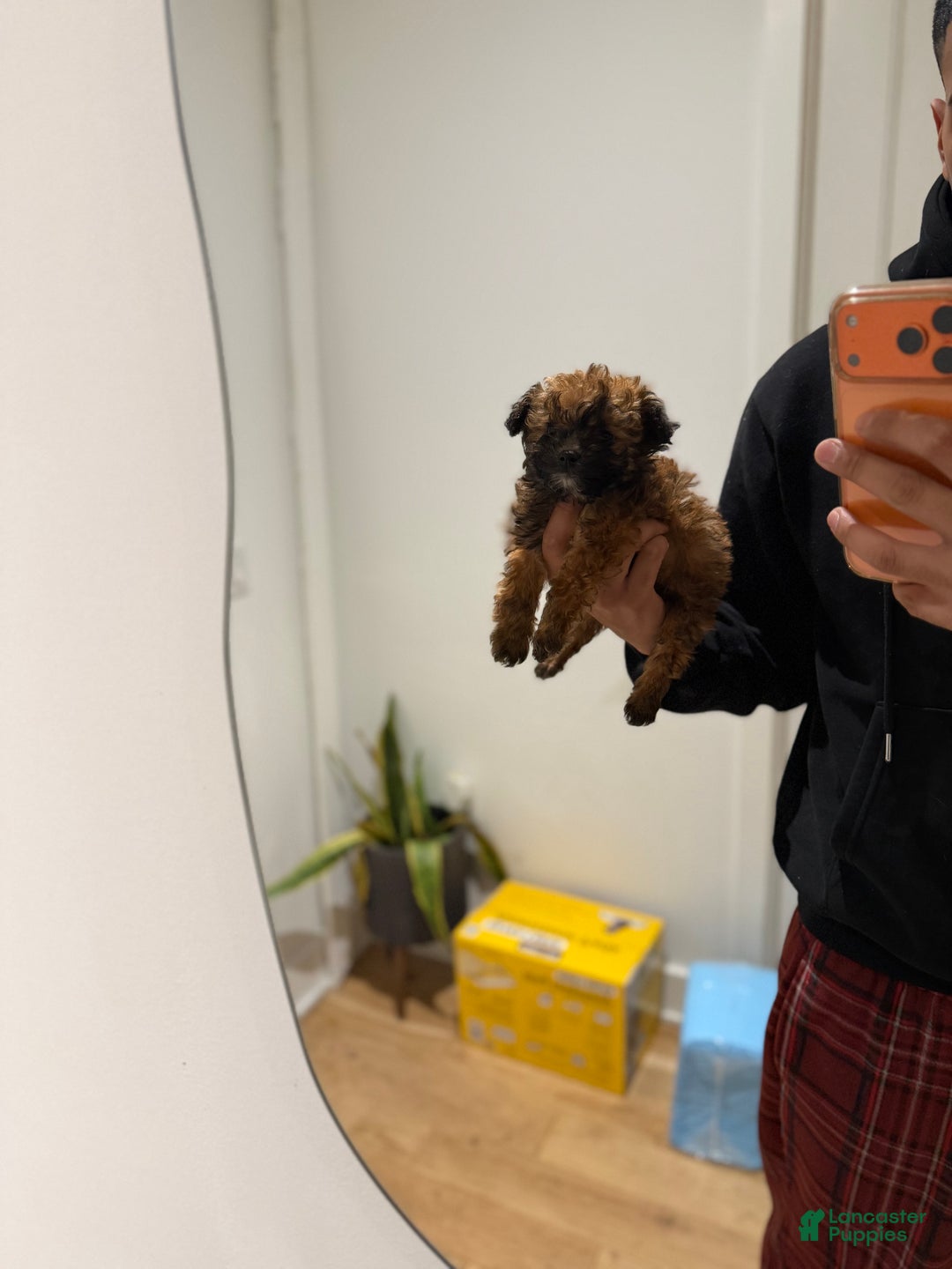 Toy Poodle dogs for sale: Teacup 4-5lbs - Ad 6